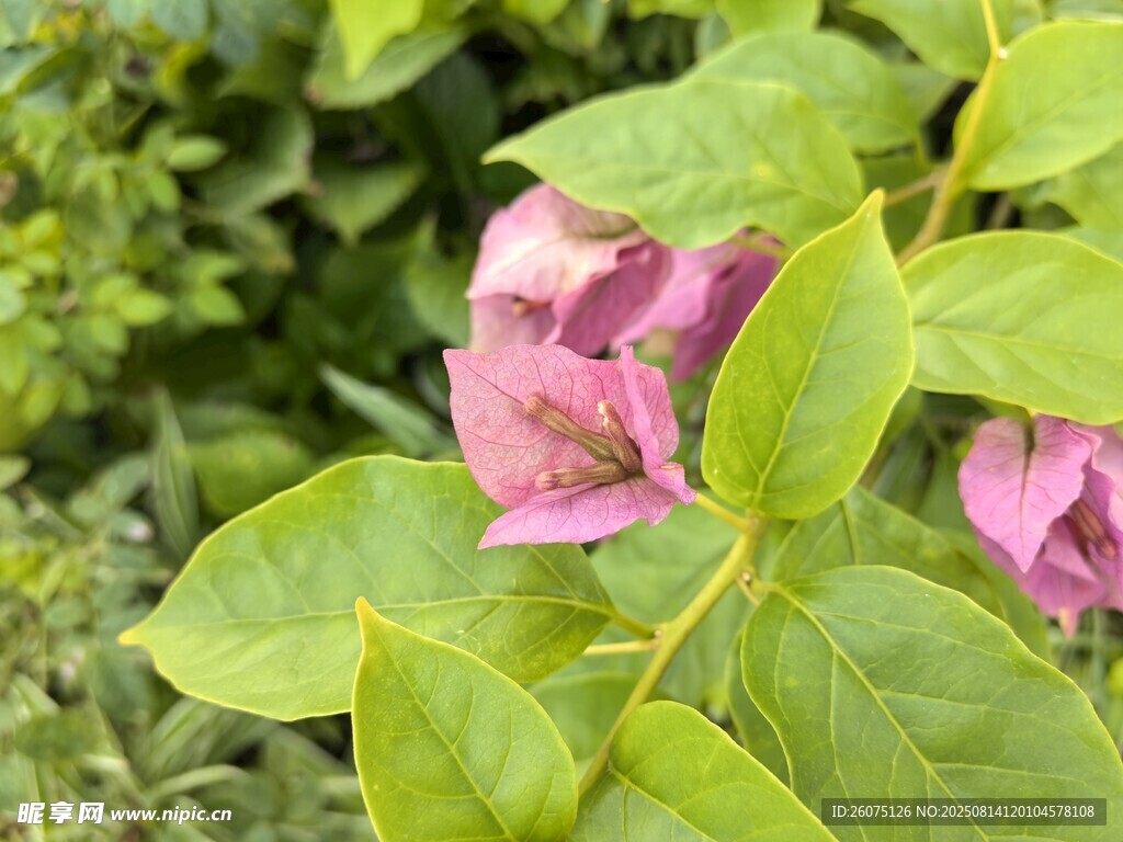 嬌艷粉色花朵與綠葉相伴