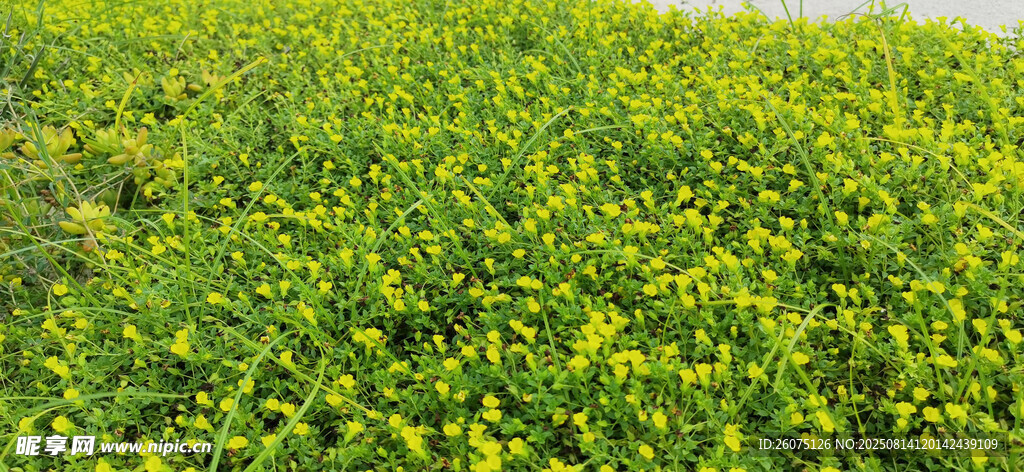 翠綠草地與黃色小花