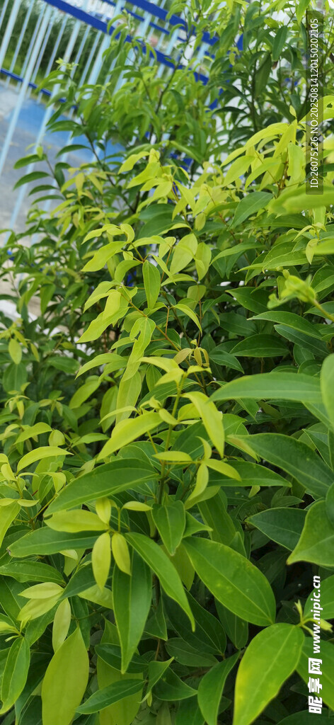 翠綠繁茂的綠葉植物