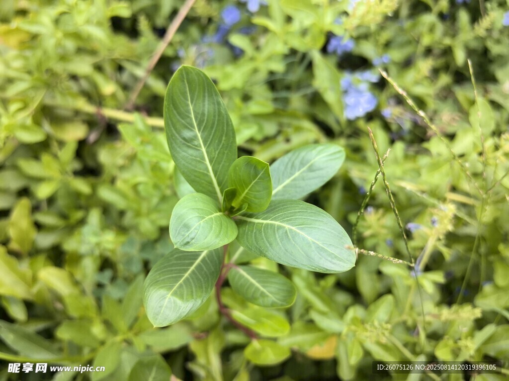 嫩綠植物特寫