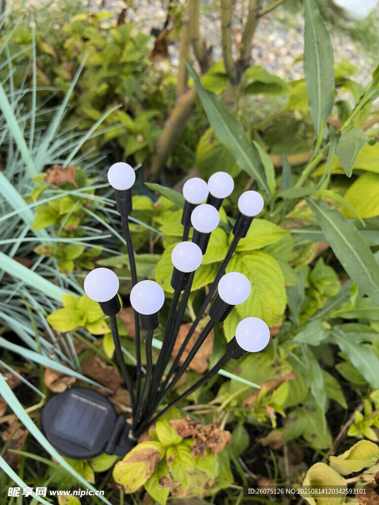 戶外綠植間的白色球形燈串