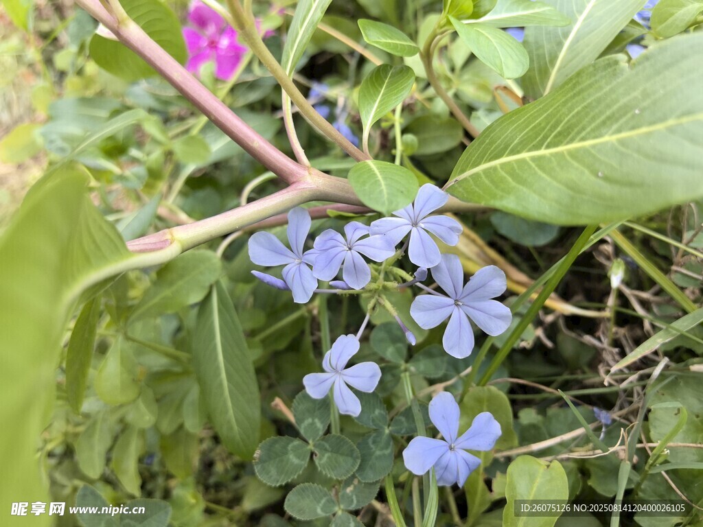 藍(lán)花綠葉間的自然景致
