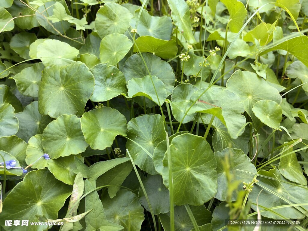 綠葉繁茂的圓葉綠色植物