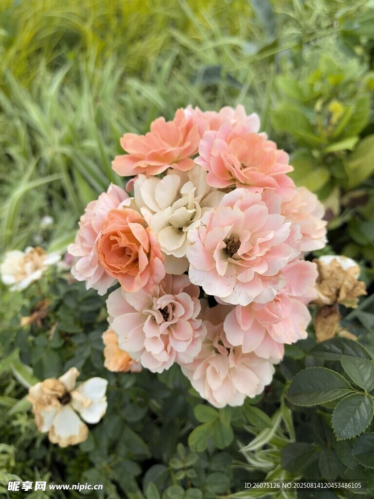 粉色月季花綻放于綠葉間