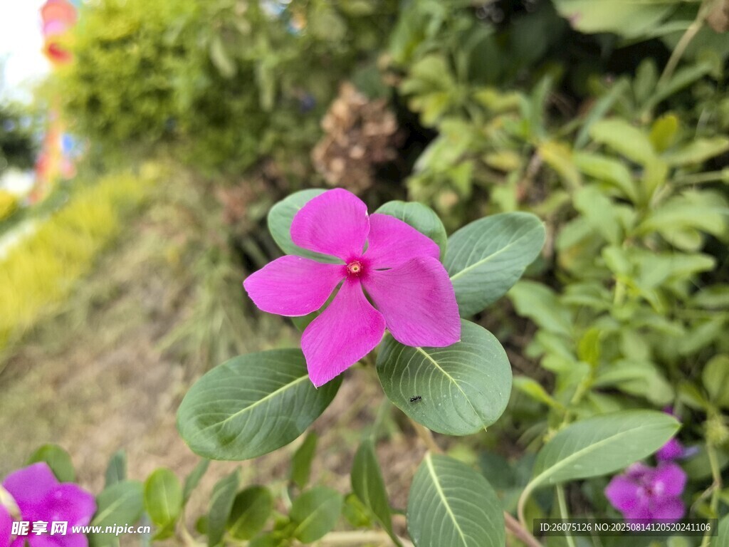 嬌艷玫紅長春花綻放