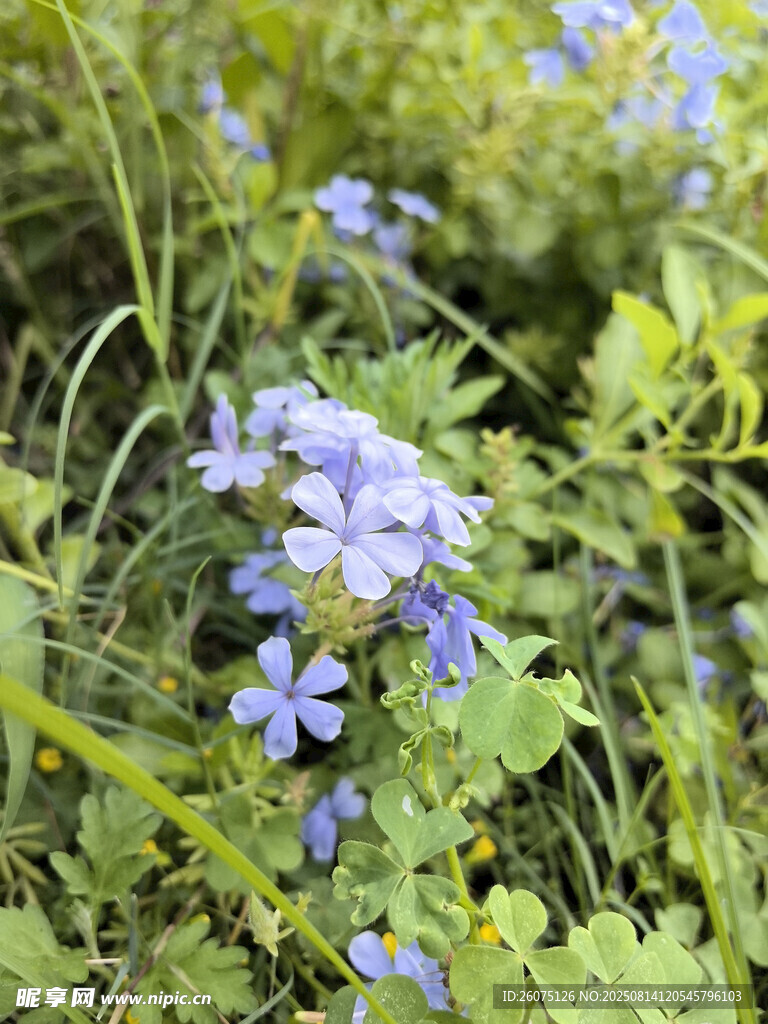 藍(lán)雪花綻放于草叢間