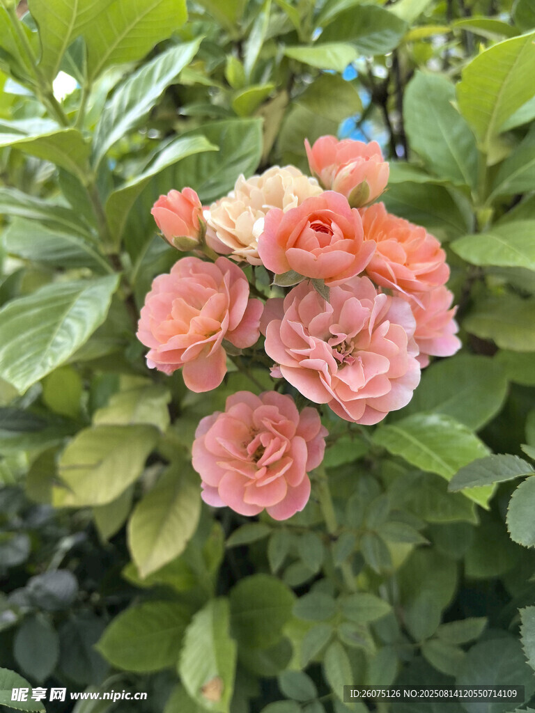粉色綻放的嬌艷月季花