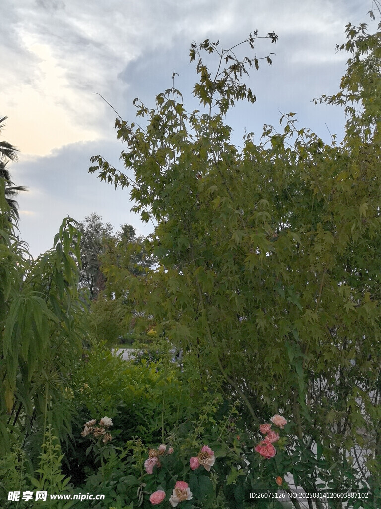 花園中的綠植與嬌艷花朵
