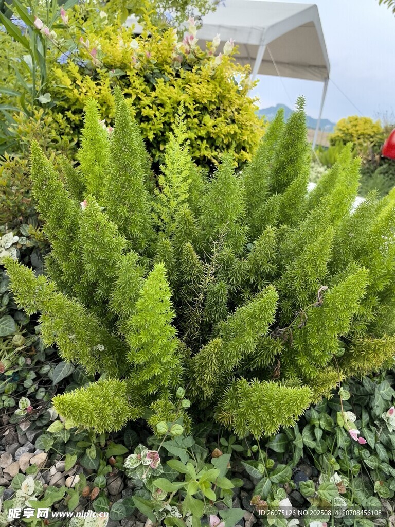 翠綠蕨類植物生機(jī)盎然