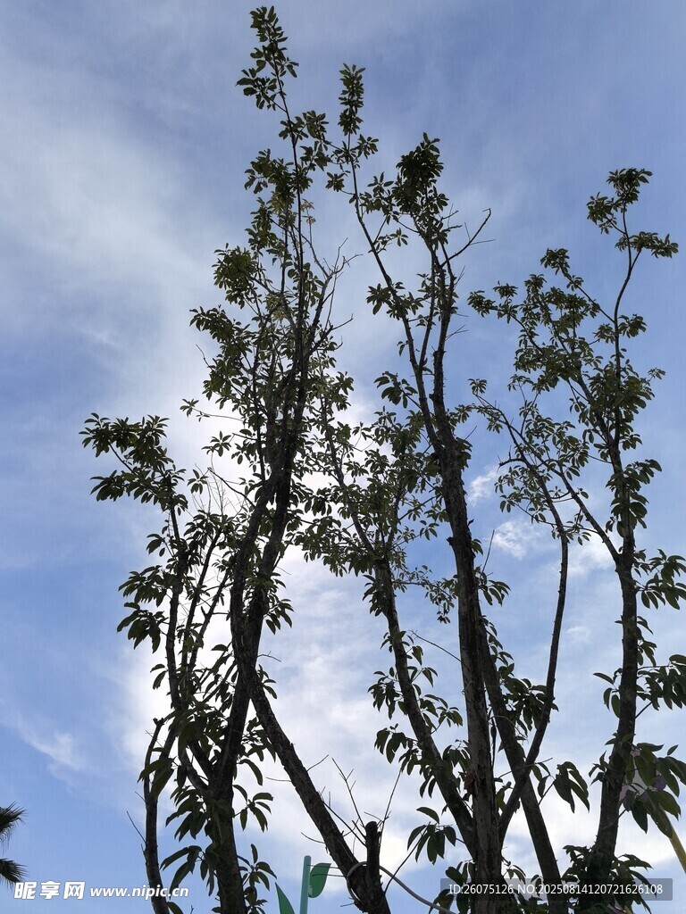 藍(lán)天映襯下的繁茂樹枝