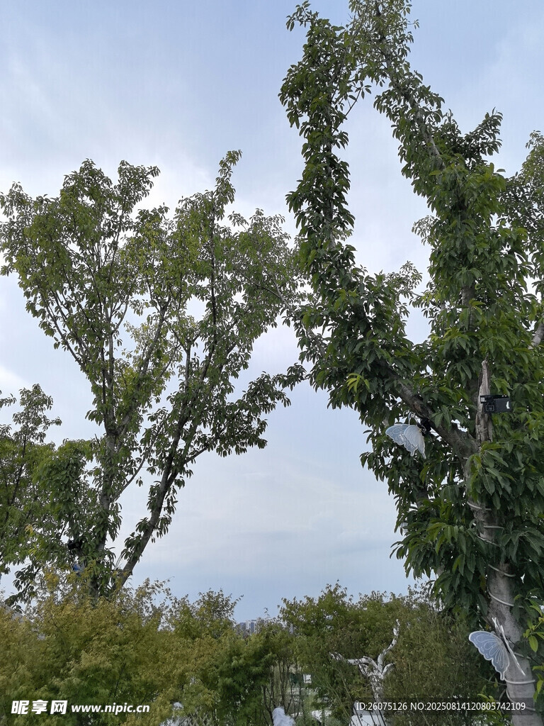 天空下的繁茂綠樹