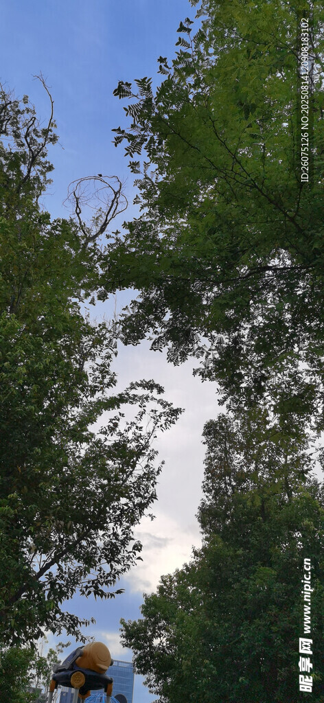 仰視綠樹(shù)藍(lán)天間