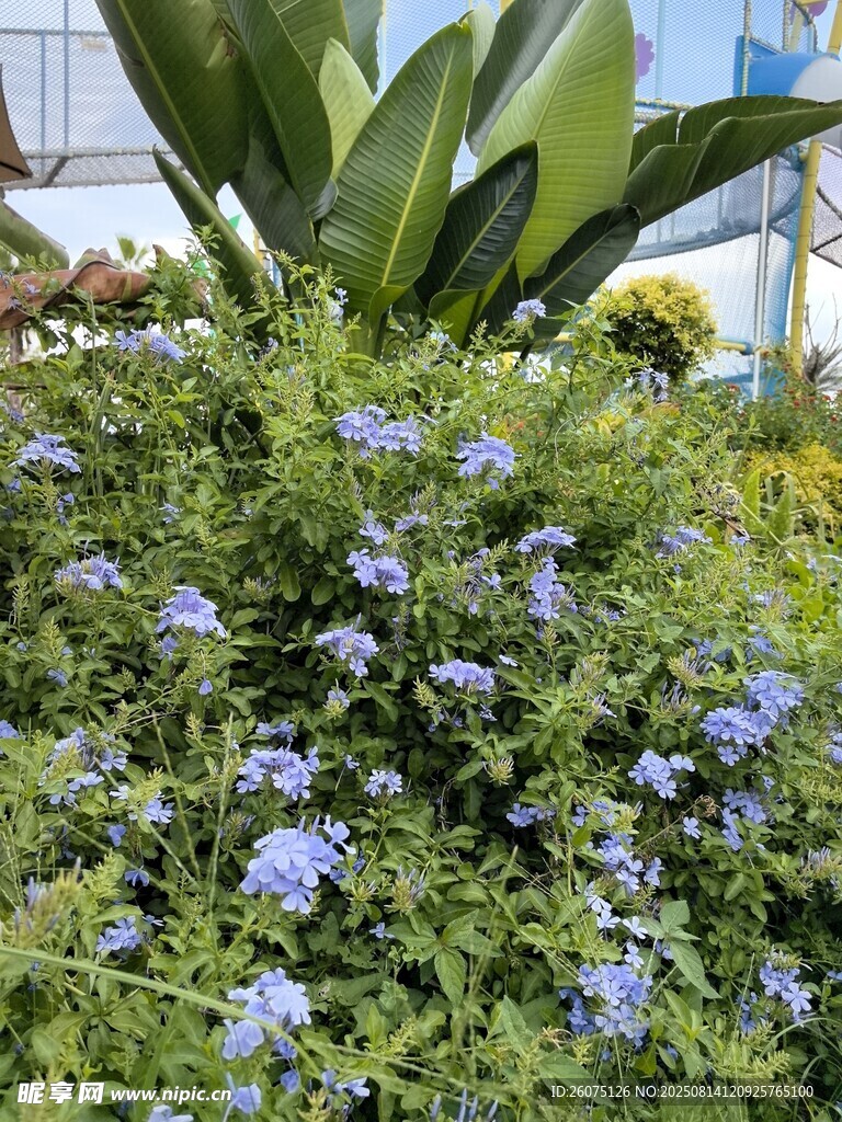 藍花綠植景觀