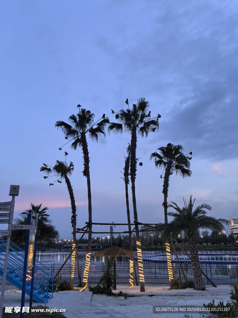 黃昏下的海濱棕櫚樹景觀