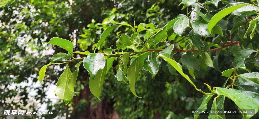 雨中繁茂綠植生機盎然