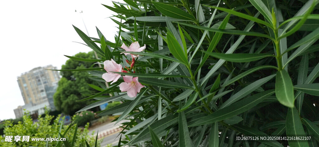 綠葉間綻放的粉色夾竹桃花