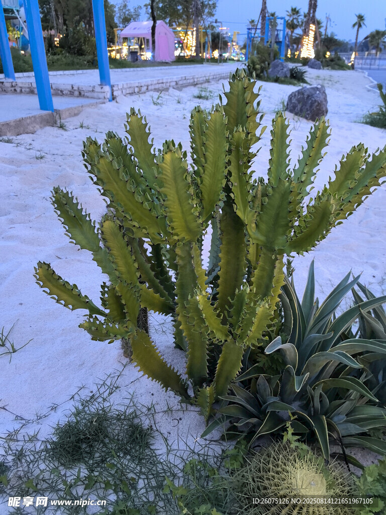 戶外沙灘上的翠綠仙人掌植物