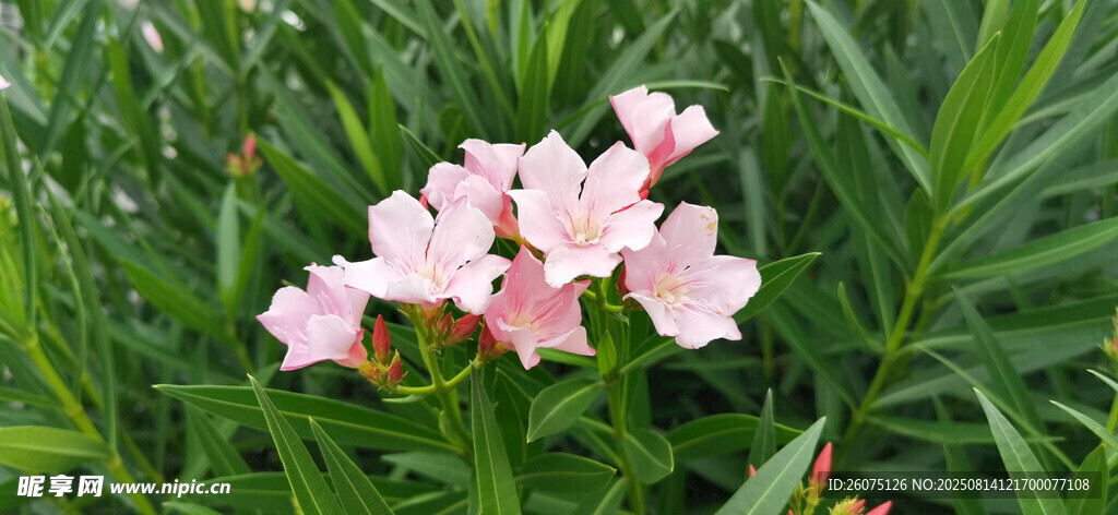 綠葉叢中綻放的粉色夾竹桃花朵