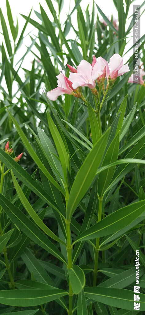 粉色夾竹桃花朵綻放綠葉間