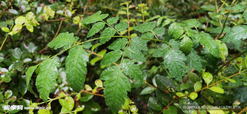 雨中翠綠繁茂的植物葉片