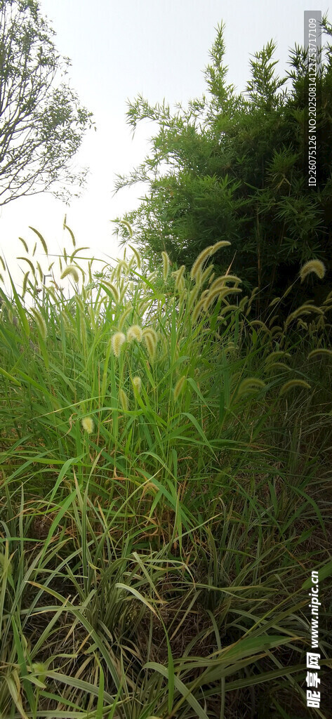 野外茂盛的綠色草叢