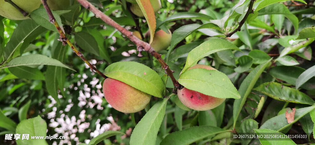 枝頭粉嫩桃子掛綠葉間