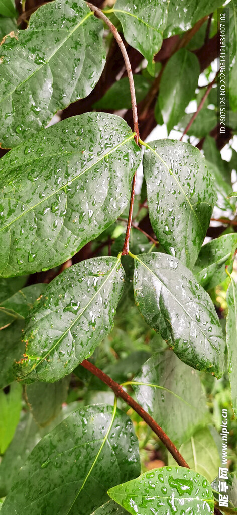 雨中翠綠葉片特寫