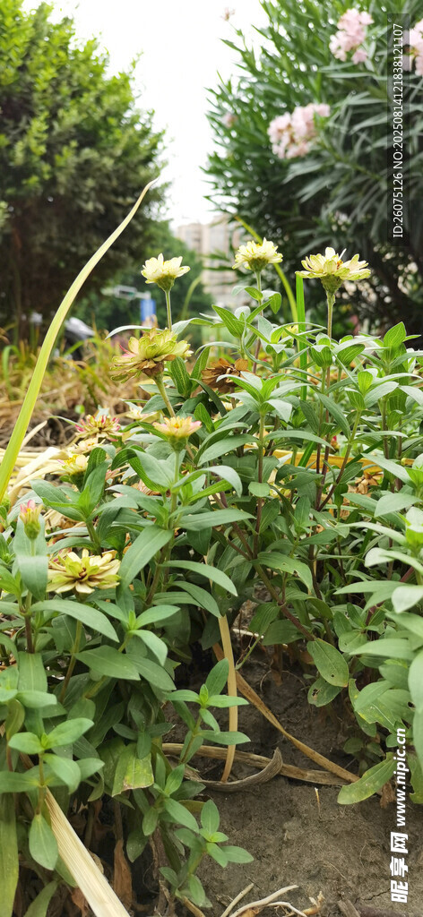 花園中的金雞菊花植物