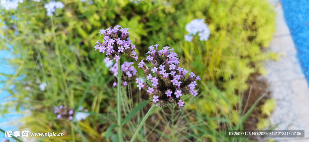 紫色小花綻放于綠植間