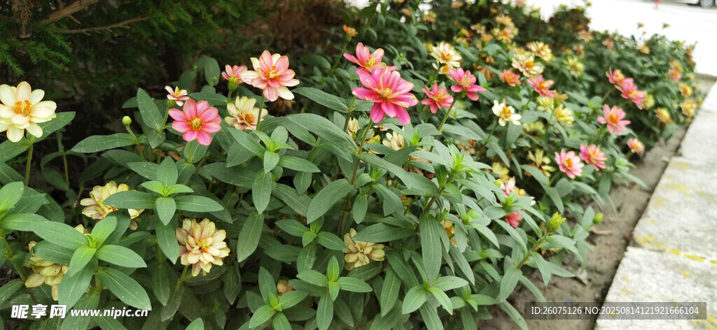 多彩花卉沿道綻放
