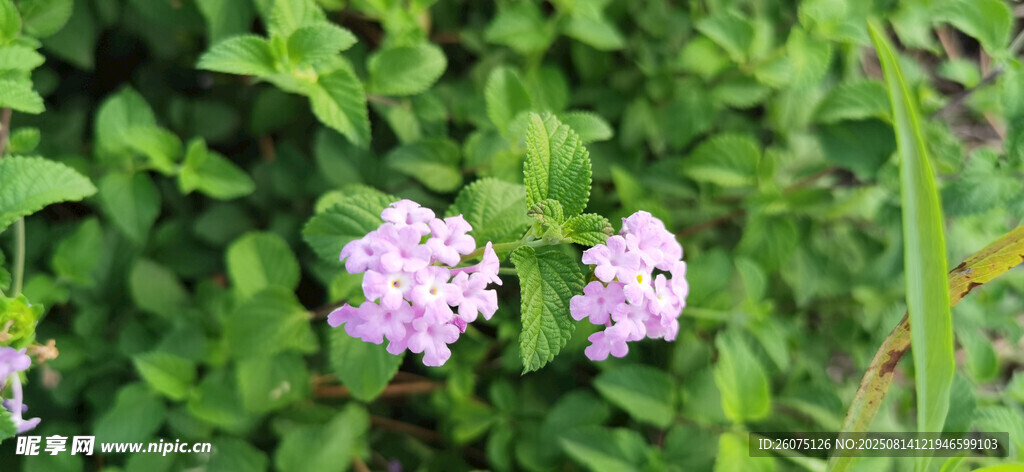 綠葉叢中的紫色小花