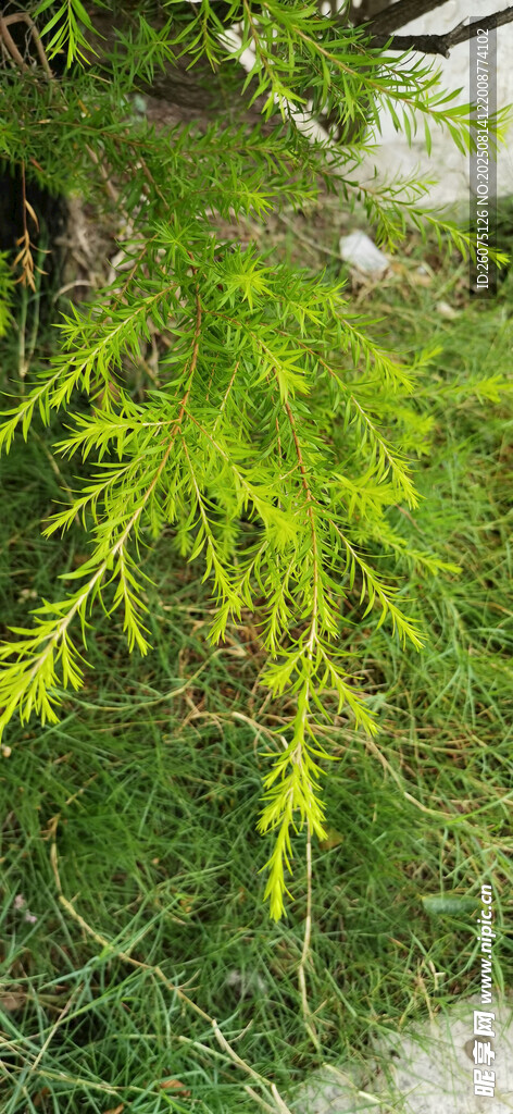 翠綠針葉灌木低垂于草地