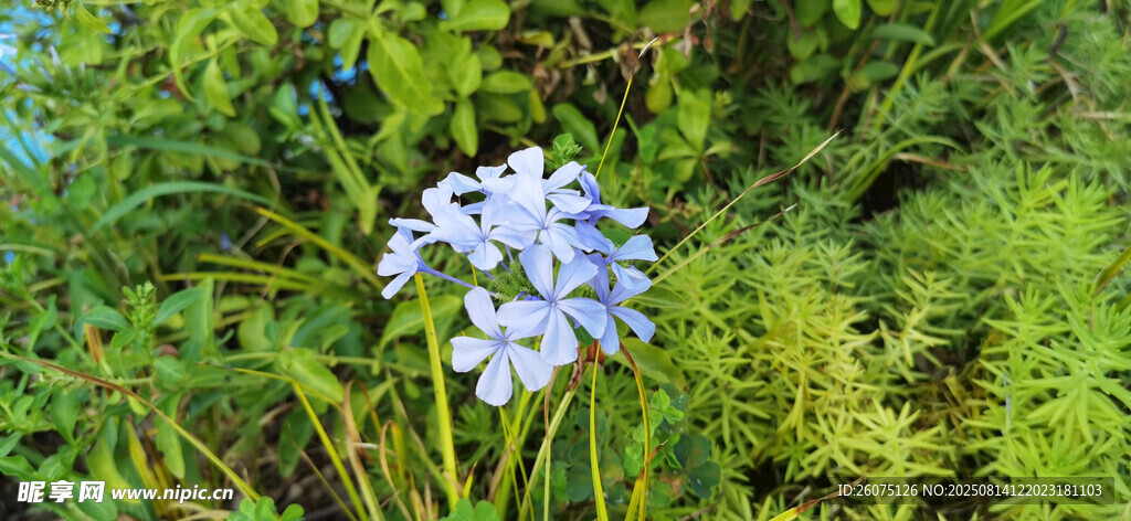 藍(lán)花綻放于蔥郁綠植間