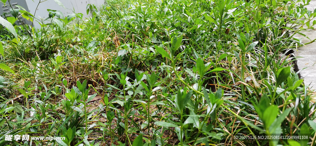 野外繁茂綠植景觀