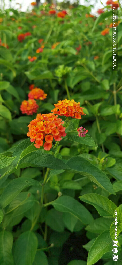 橙色花朵綻放于綠葉間