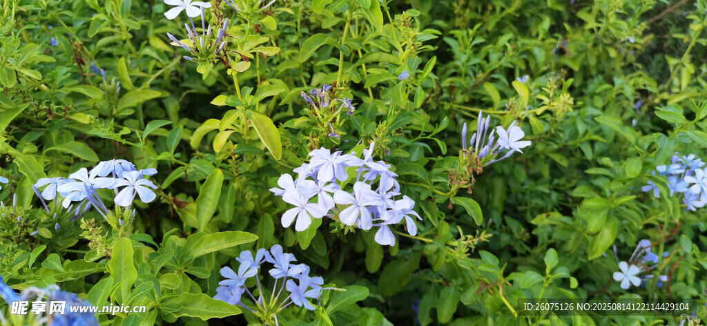 繁茂花叢中的藍(lán)雪花