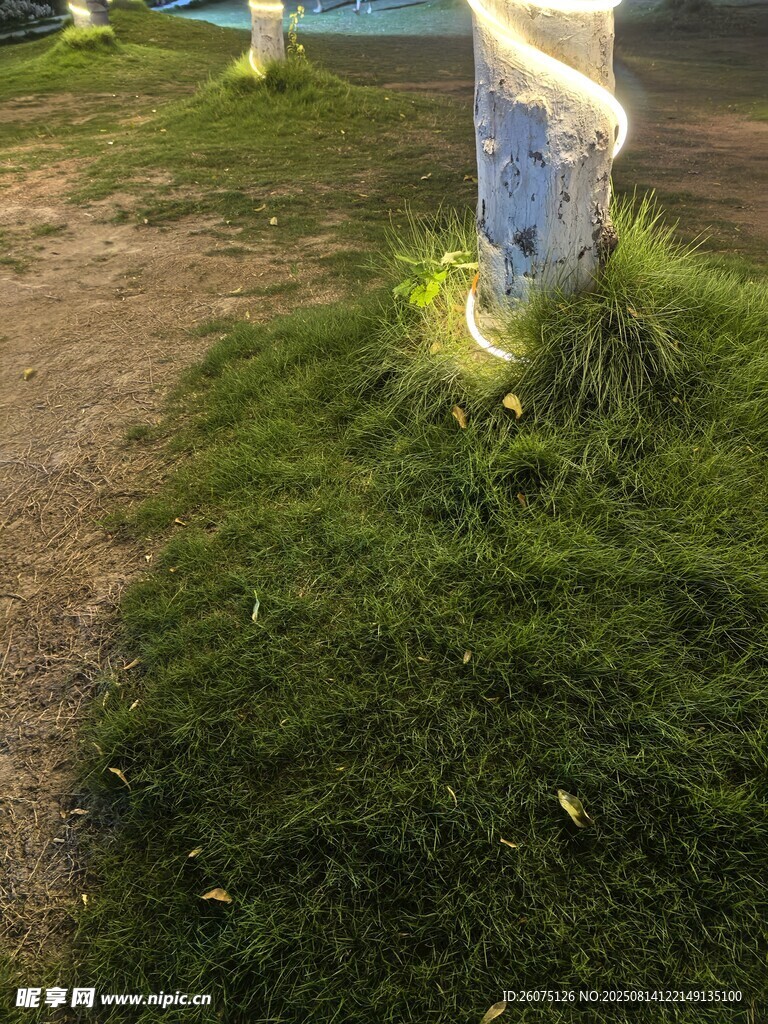 草地與纏繞白色燈帶的樹干