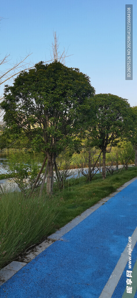 藍色步道旁的綠樹景觀