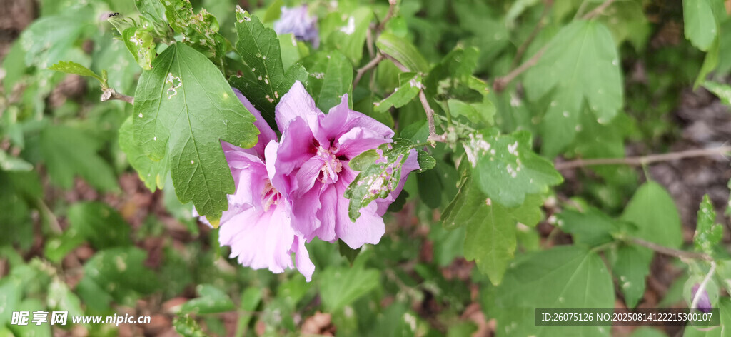 嬌艷粉色木槿花朵綻放綠葉間