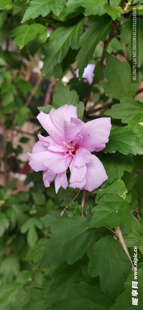 嬌艷木槿花