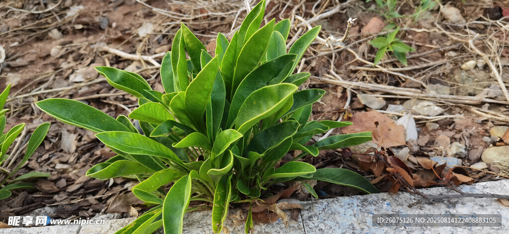 嫩綠植物生長于地面