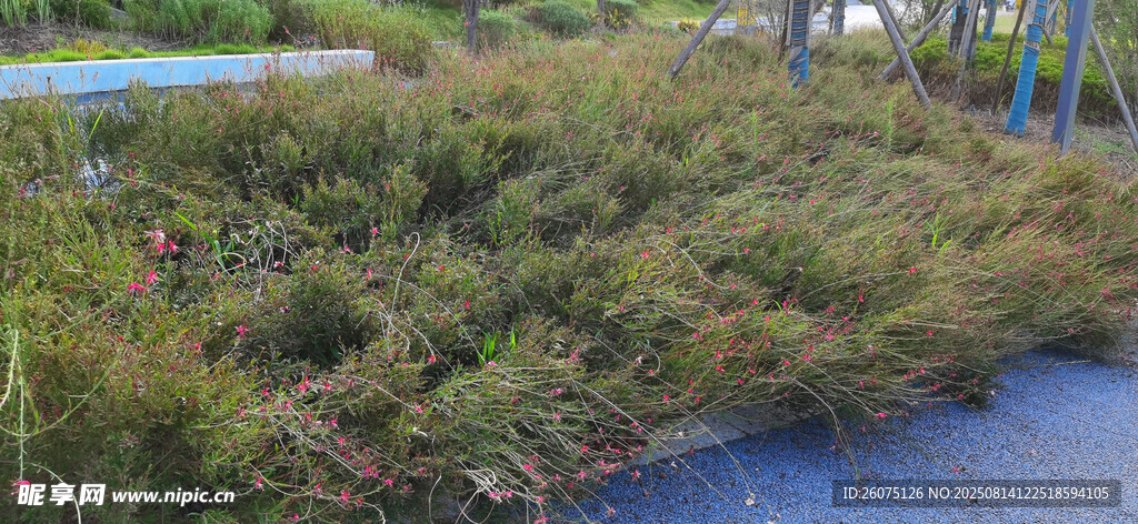 河畔公園綠植景觀
