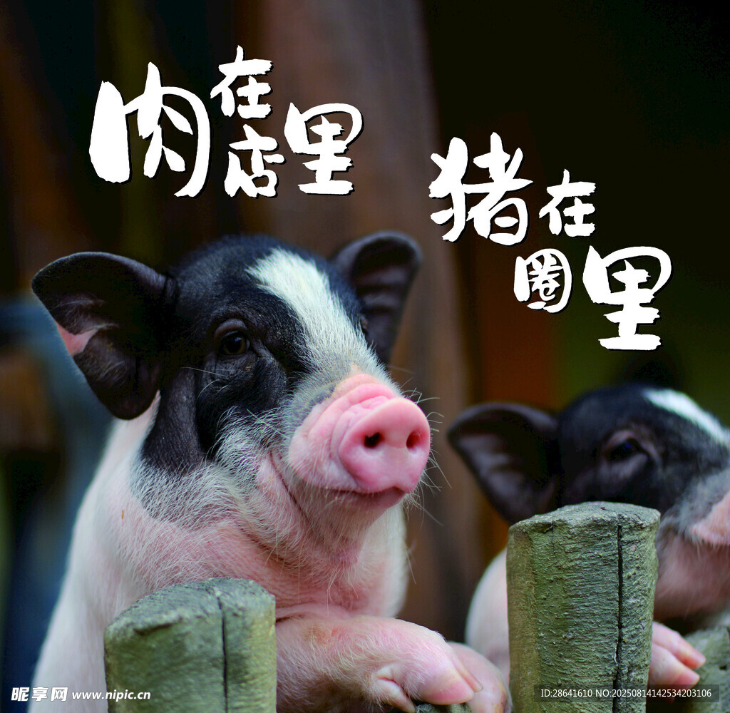 可愛小豬探頭望