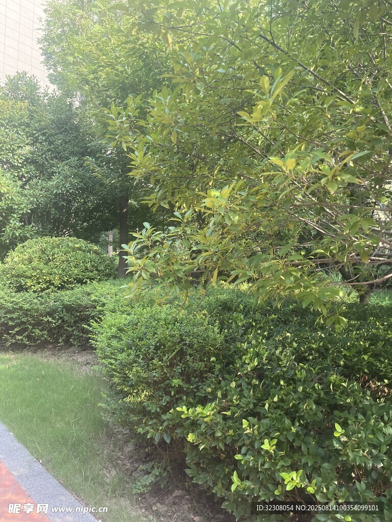 綠意盎然的園林景觀