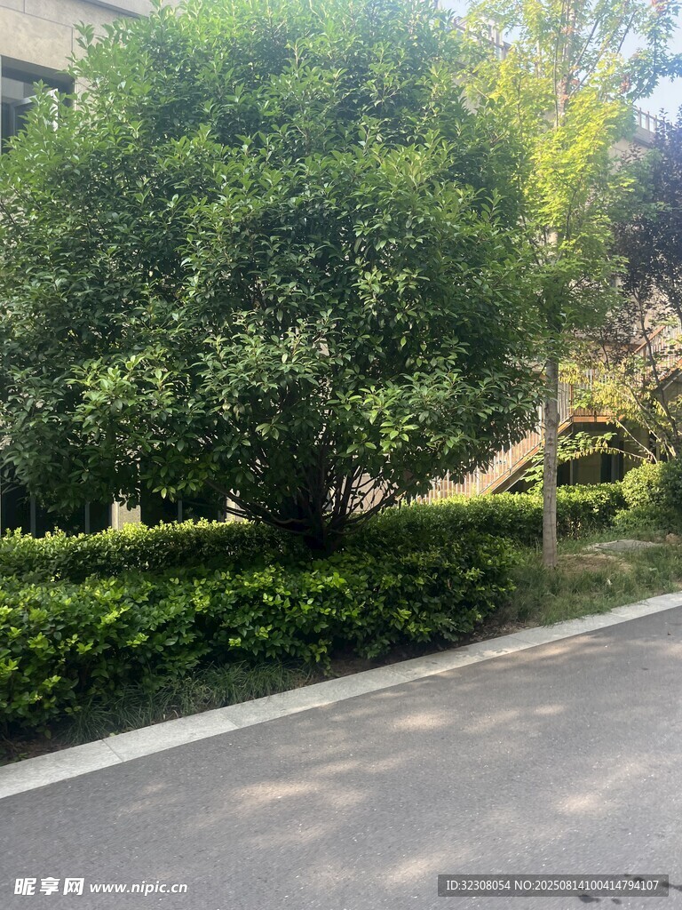 路邊蔥郁綠植景觀