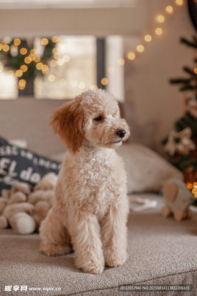 泰迪犬小狗