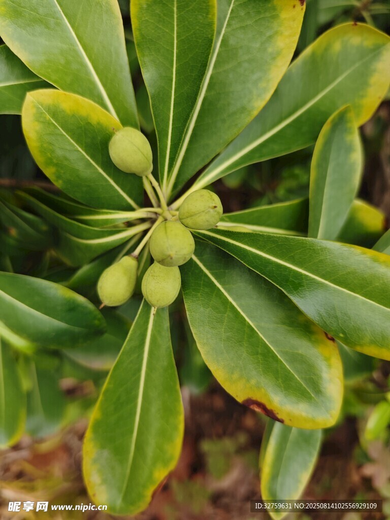綠葉簇?fù)淼那喙参? />
                            </div>
                    </div>
                </div>



                <div   id=