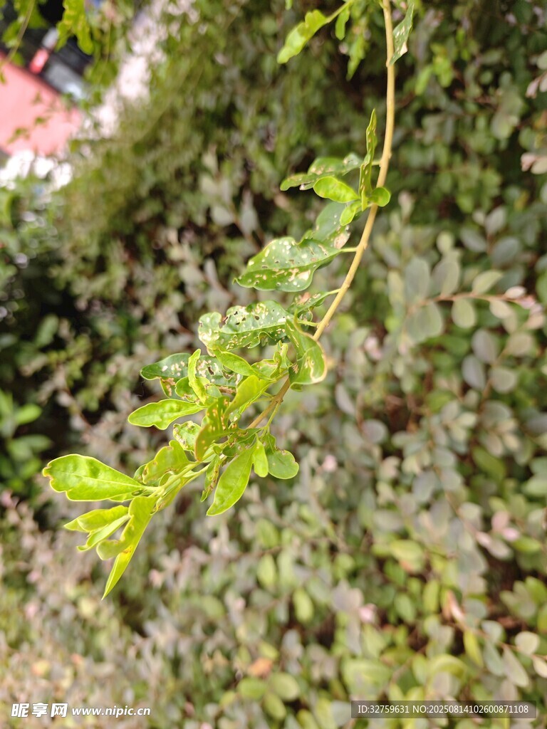 藤蔓綠植
