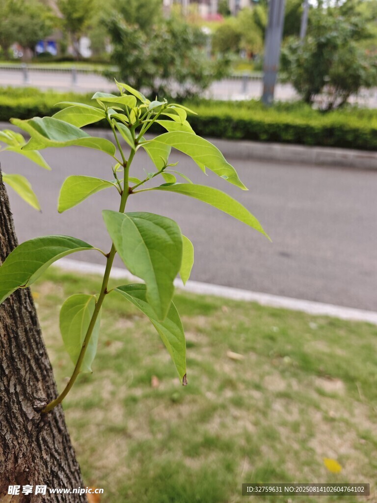枝頭新綠