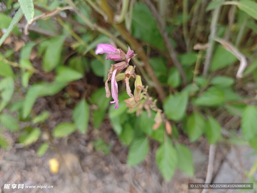 草叢中的粉色小花